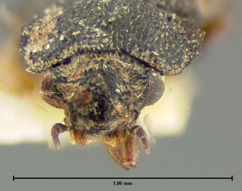 Media type: image;   Entomology 7369 Aspect: head dorsal view